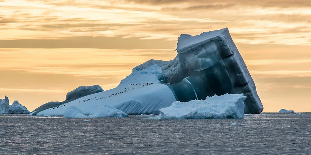 Создание холода: лучшие фотографии дикой природы, сделанные в Антарктике - фото 398506