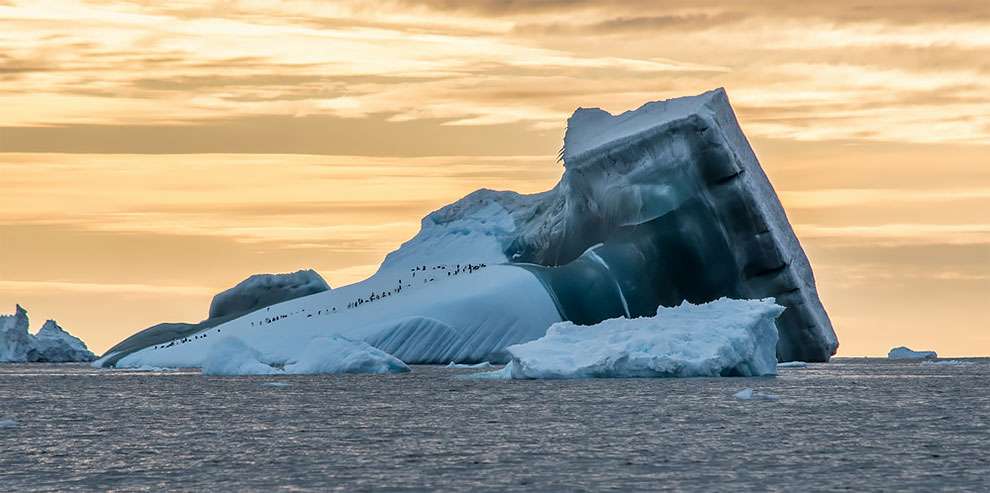 Створіння холоду: найкращі фотографії дикої природи, зроблені в Антарктиці - фото 398506