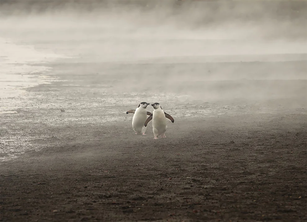 Создание холода: лучшие фотографии дикой природы, сделанные в Антарктике - фото 398508