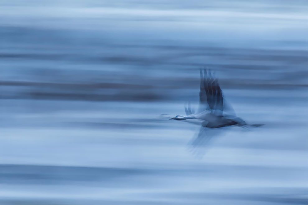Bird Photographer Of The Year 2018: этот фотоконкурс перенесет тебя в волшебный мир птиц - фото 400167