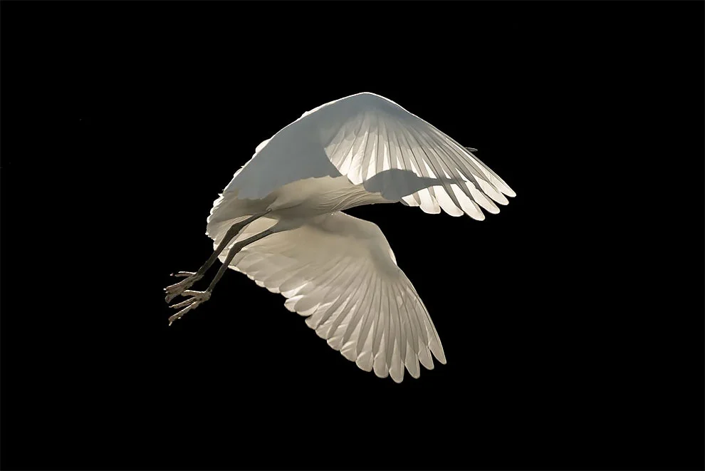 Bird Photographer Of The Year 2018: этот фотоконкурс перенесет тебя в волшебный мир птиц - фото 400168