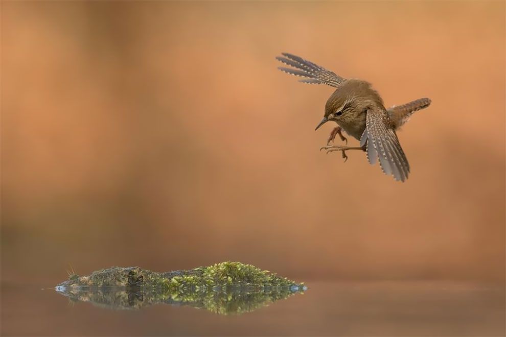 Bird Photographer Of The Year 2018: этот фотоконкурс перенесет тебя в волшебный мир птиц - фото 400169