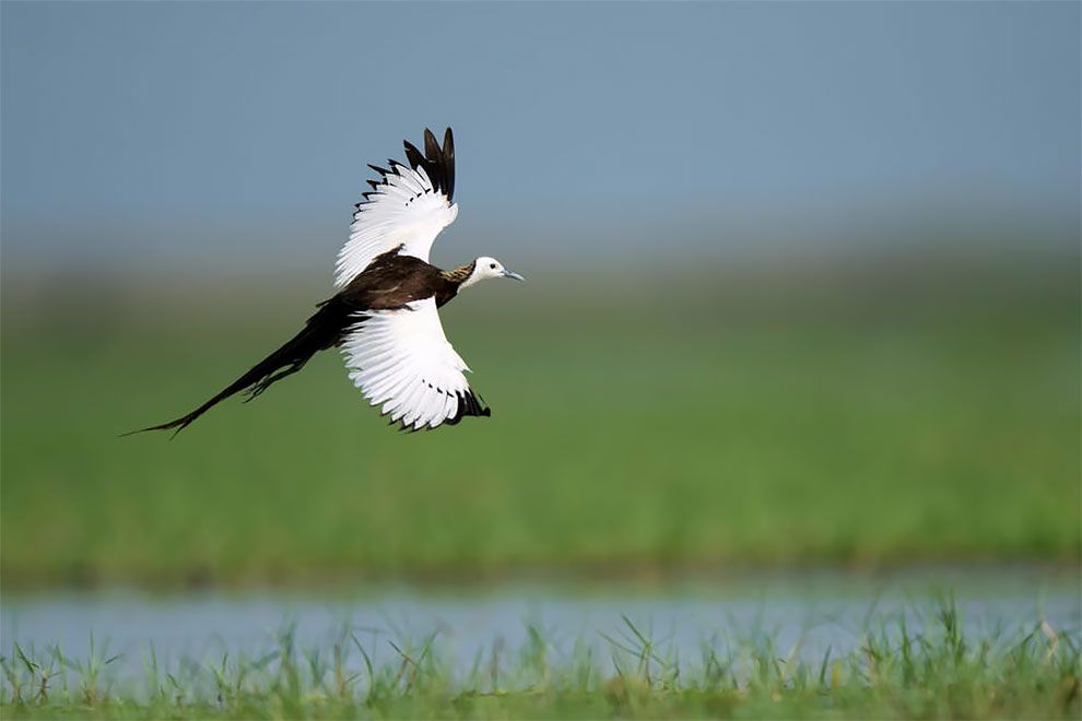 Bird Photographer Of The Year 2018: этот фотоконкурс перенесет тебя в волшебный мир птиц - фото 400171