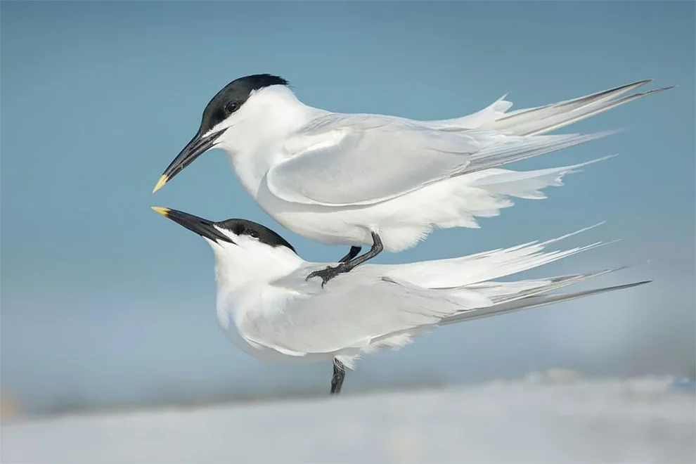 Bird Photographer Of The Year 2018: этот фотоконкурс перенесет тебя в волшебный мир птиц - фото 400172