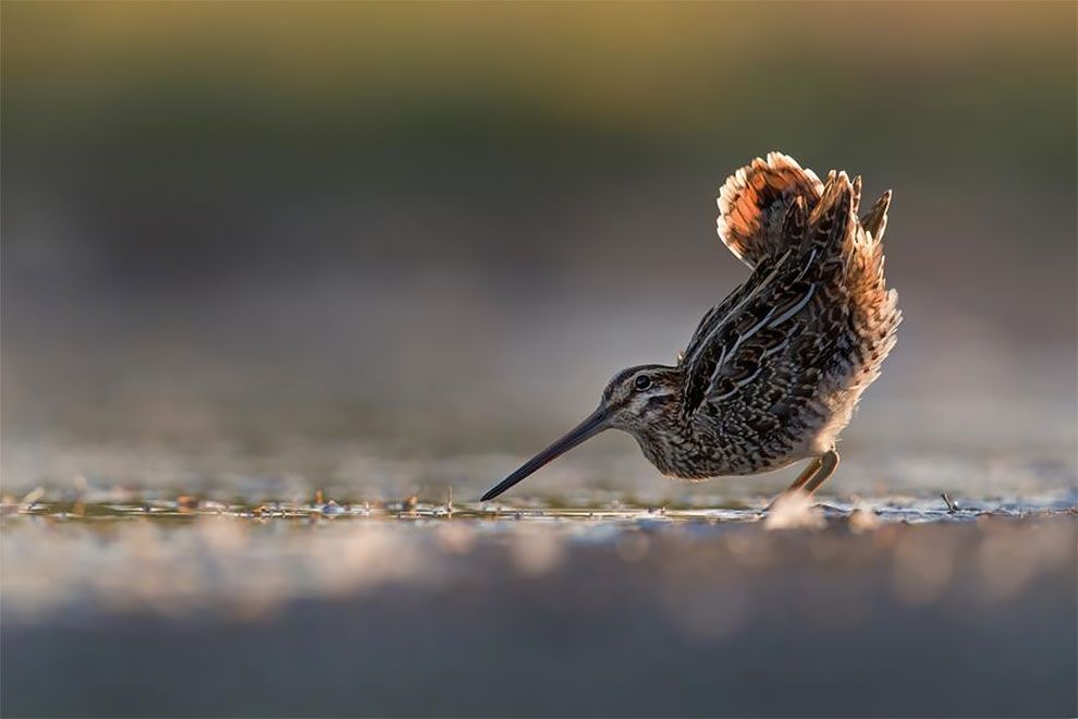 Bird Photographer Of The Year 2018: этот фотоконкурс перенесет тебя в волшебный мир птиц - фото 400173