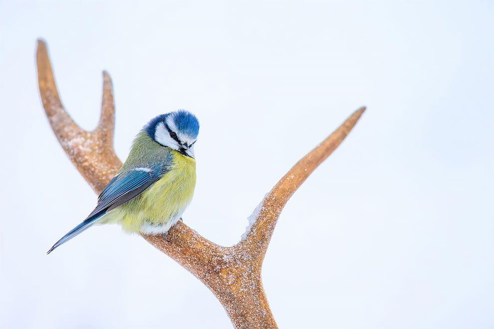 Bird Photographer Of The Year 2018: этот фотоконкурс перенесет тебя в волшебный мир птиц - фото 400174