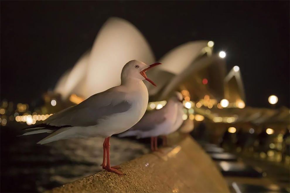Bird Photographer Of The Year 2018: этот фотоконкурс перенесет тебя в волшебный мир птиц - фото 400175
