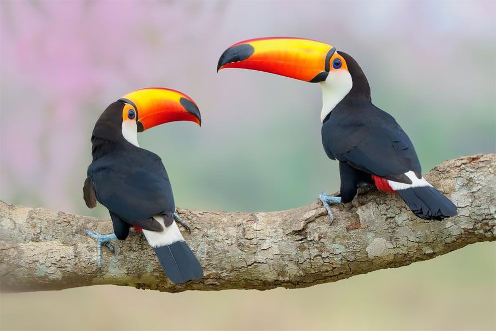 Bird Photographer Of The Year 2018: этот фотоконкурс перенесет тебя в волшебный мир птиц - фото 400180