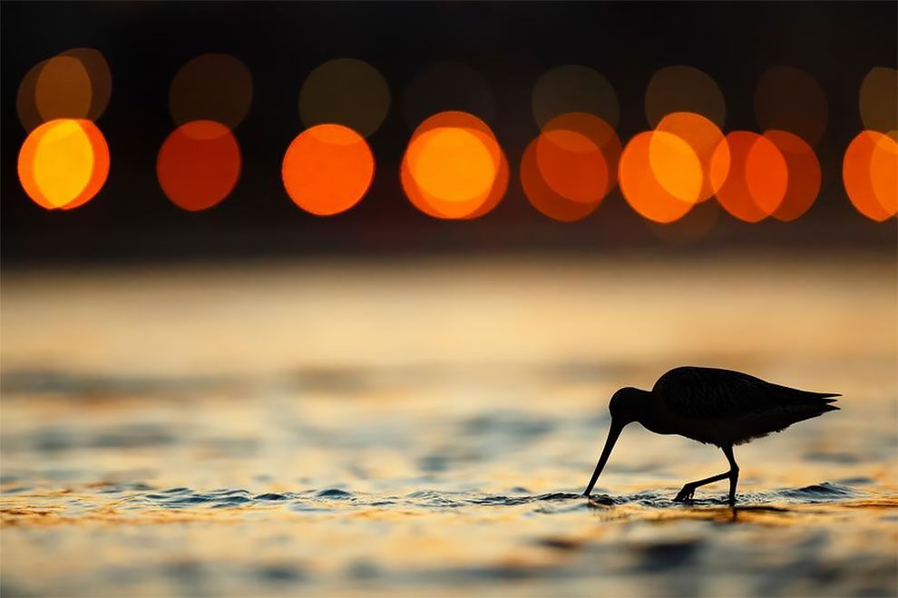 Bird Photographer Of The Year 2018: этот фотоконкурс перенесет тебя в волшебный мир птиц - фото 400182