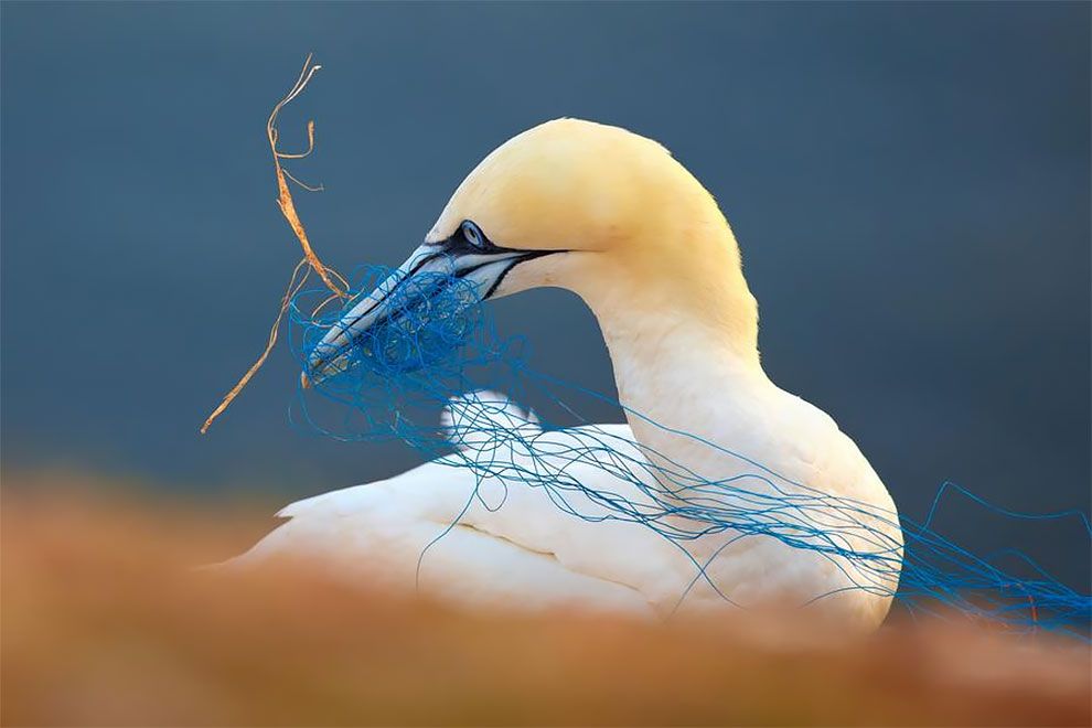 Bird Photographer Of The Year 2018: этот фотоконкурс перенесет тебя в волшебный мир птиц - фото 400183