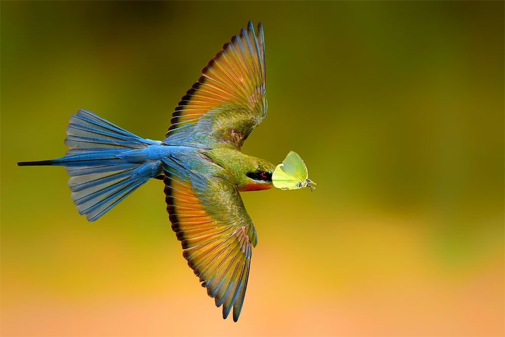 Bird Photographer Of The Year 2018: этот фотоконкурс перенесет тебя в волшебный мир птиц - фото 400184