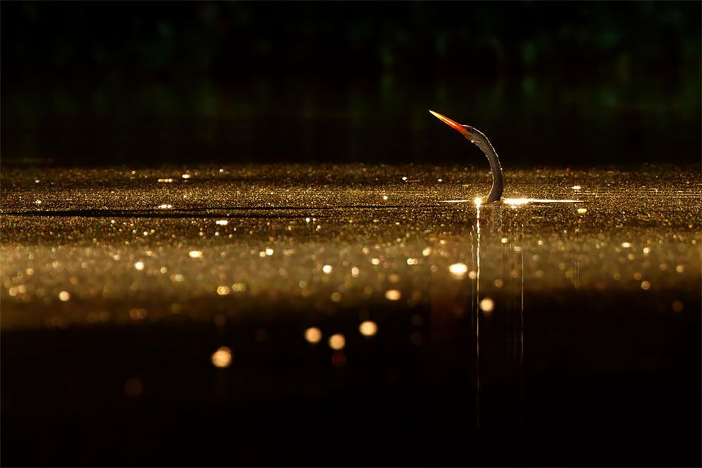 Bird Photographer Of The Year 2018: этот фотоконкурс перенесет тебя в волшебный мир птиц - фото 400185