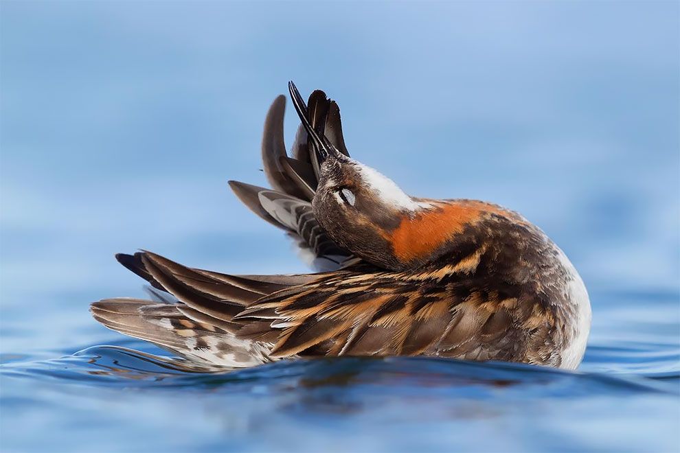 Bird Photographer Of The Year 2018: этот фотоконкурс перенесет тебя в волшебный мир птиц - фото 400186