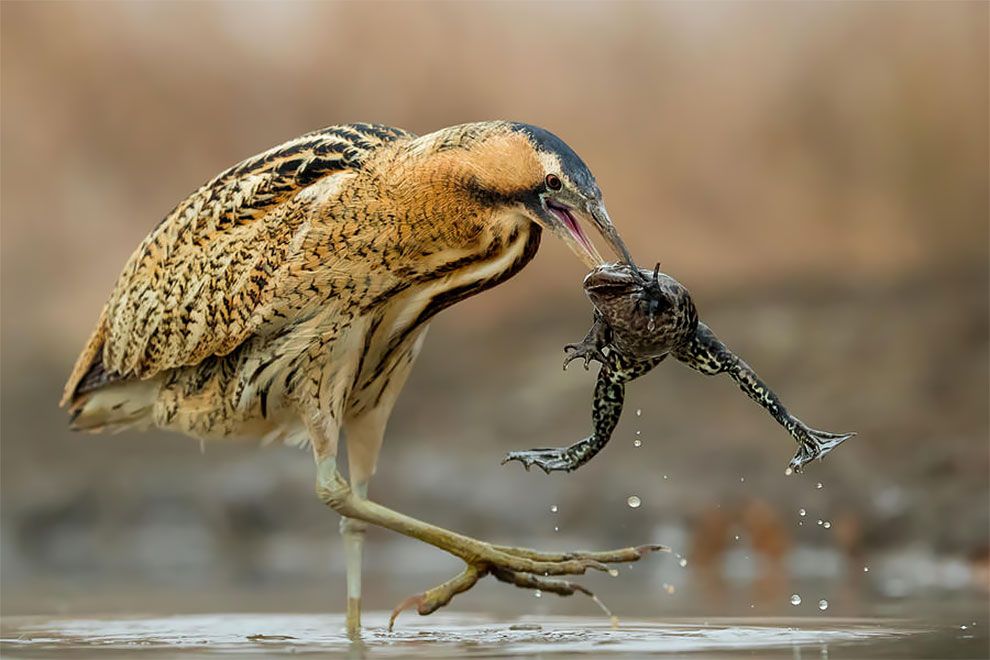Bird Photographer Of The Year 2018: этот фотоконкурс перенесет тебя в волшебный мир птиц - фото 400187