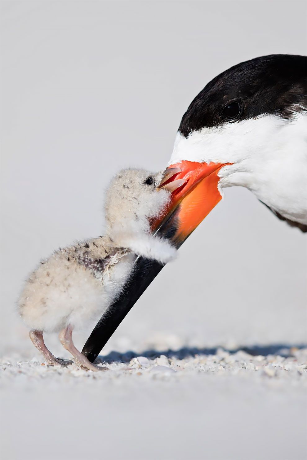 Bird Photographer Of The Year 2018: этот фотоконкурс перенесет тебя в волшебный мир птиц - фото 400189