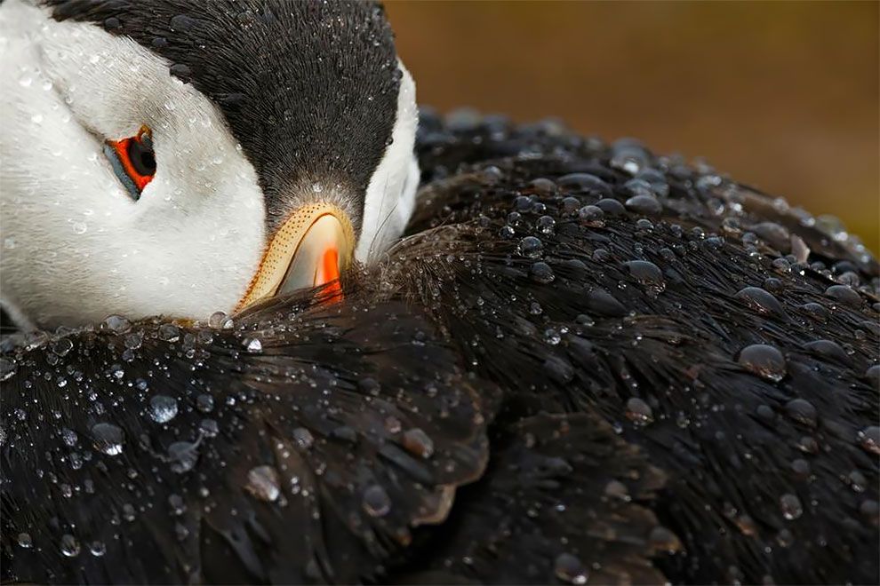 Bird Photographer Of The Year 2018: этот фотоконкурс перенесет тебя в волшебный мир птиц - фото 400190