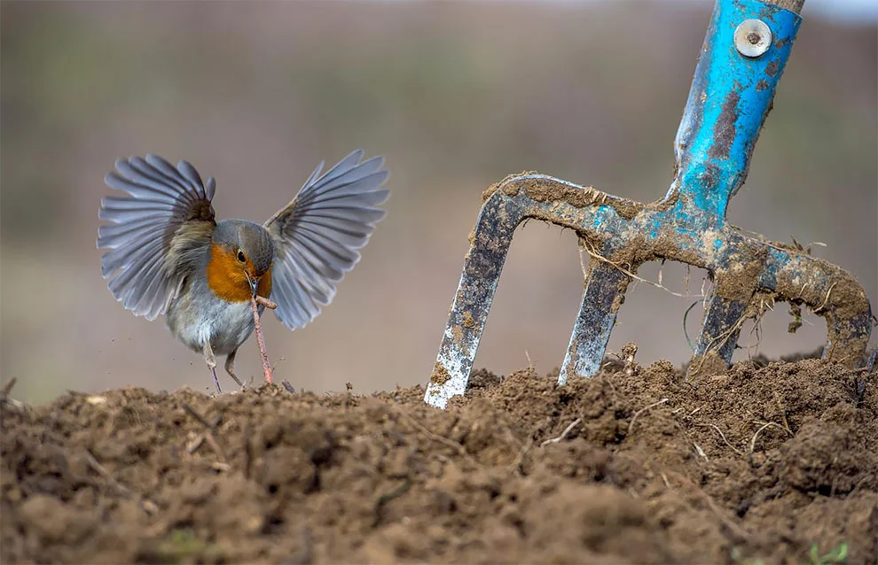 Bird Photographer Of The Year 2018: этот фотоконкурс перенесет тебя в волшебный мир птиц - фото 400191