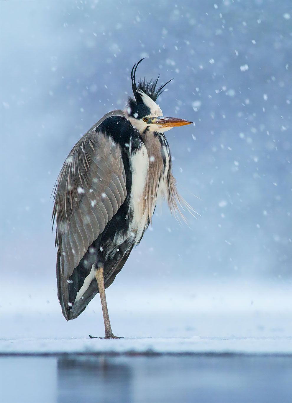 Bird Photographer Of The Year 2018: этот фотоконкурс перенесет тебя в волшебный мир птиц - фото 400192