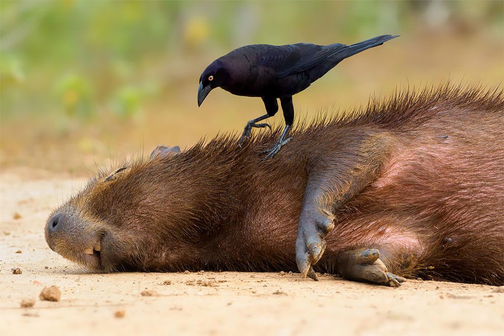 Bird Photographer Of The Year 2018: этот фотоконкурс перенесет тебя в волшебный мир птиц - фото 400193