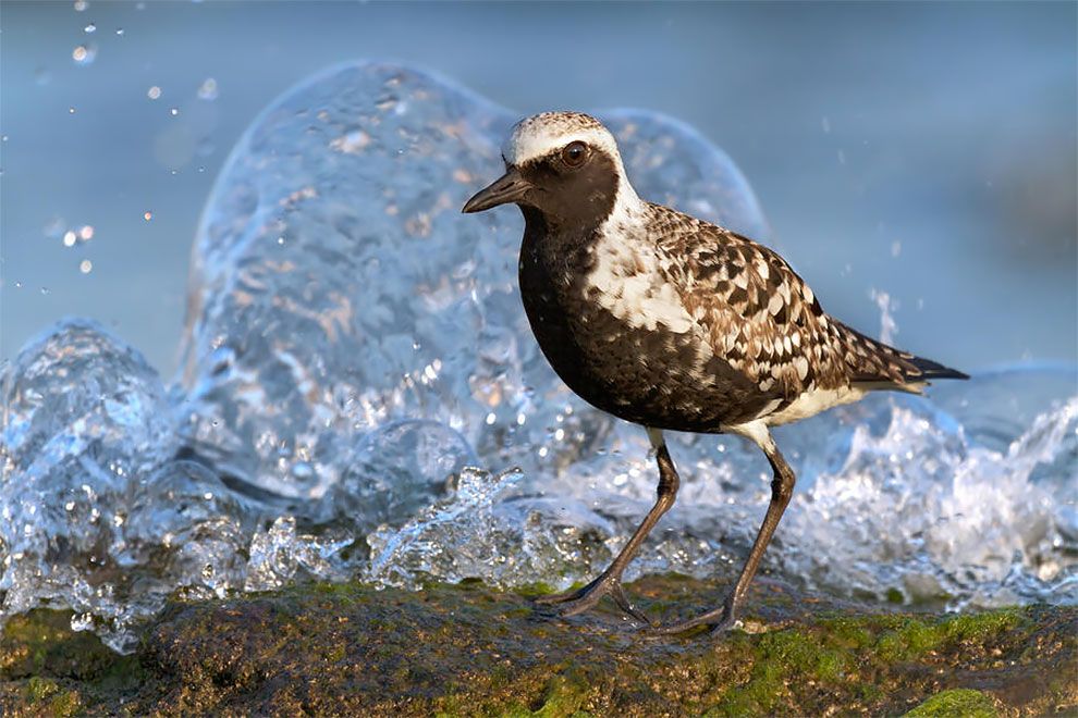 Bird Photographer Of The Year 2018: этот фотоконкурс перенесет тебя в волшебный мир птиц - фото 400194