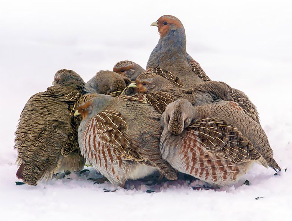 Bird Photographer Of The Year 2018: этот фотоконкурс перенесет тебя в волшебный мир птиц - фото 400195