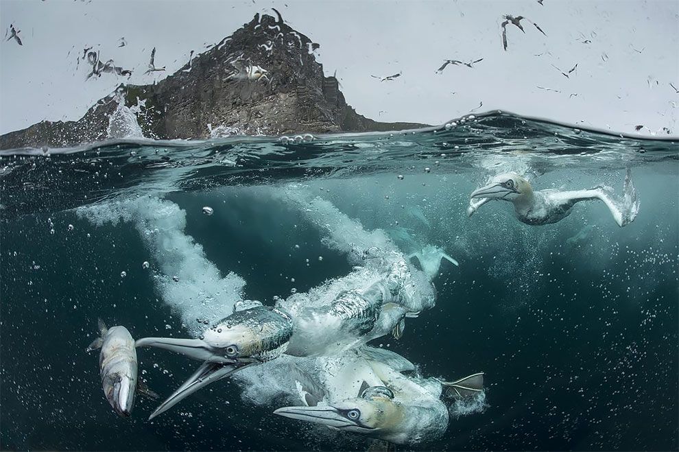 Bird Photographer Of The Year 2018: этот фотоконкурс перенесет тебя в волшебный мир птиц - фото 400196