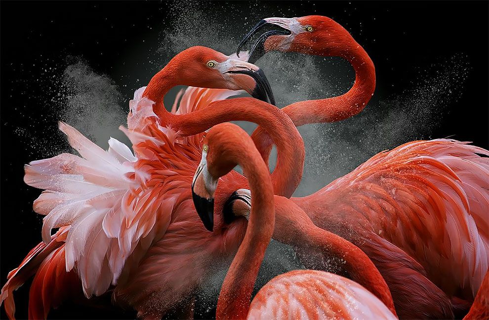 Bird Photographer Of The Year 2018: этот фотоконкурс перенесет тебя в волшебный мир птиц - фото 400197
