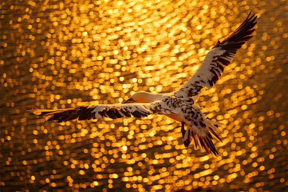 Bird Photographer Of The Year 2018: этот фотоконкурс перенесет тебя в волшебный мир птиц - фото 400198