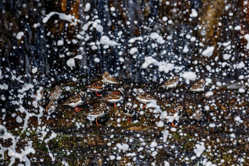 Bird Photographer Of The Year 2018: этот фотоконкурс перенесет тебя в волшебный мир птиц - фото 400199