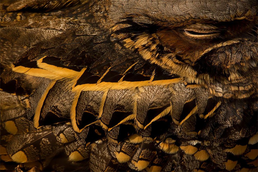 Bird Photographer Of The Year 2018: этот фотоконкурс перенесет тебя в волшебный мир птиц - фото 400200