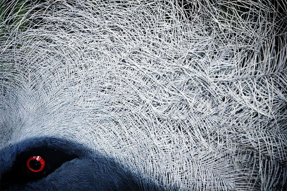 Bird Photographer Of The Year 2018: этот фотоконкурс перенесет тебя в волшебный мир птиц - фото 400204