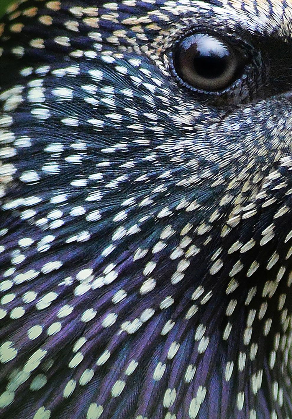 Bird Photographer Of The Year 2018: этот фотоконкурс перенесет тебя в волшебный мир птиц - фото 400205