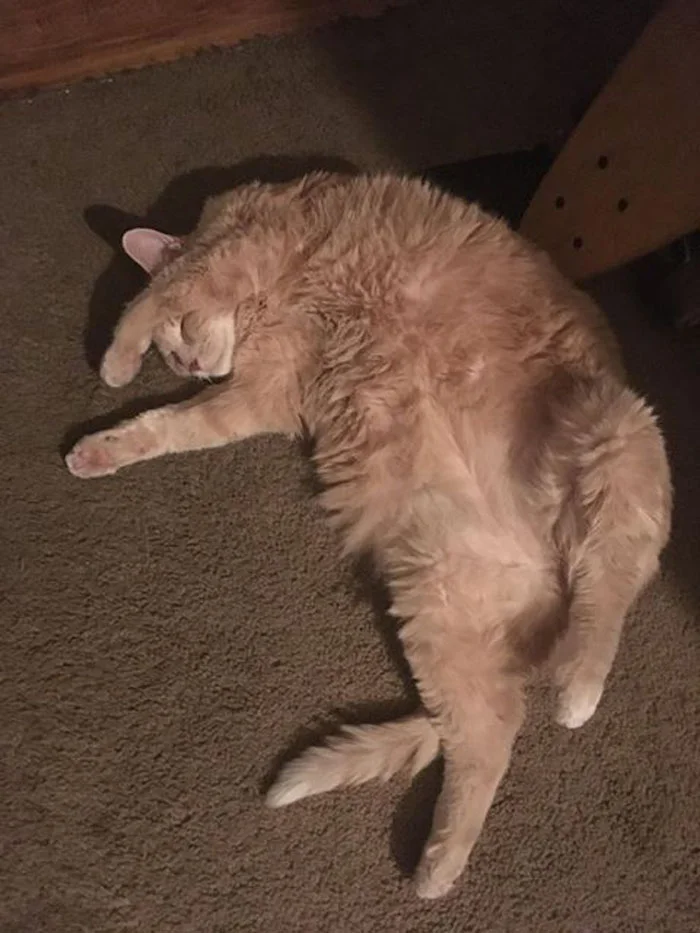 Пухкенький сплячий кіт став героєм дуже потішних мемів - фото 401197