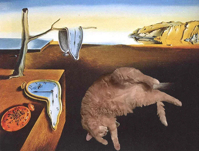 Пухкенький сплячий кіт став героєм дуже потішних мемів - фото 401209