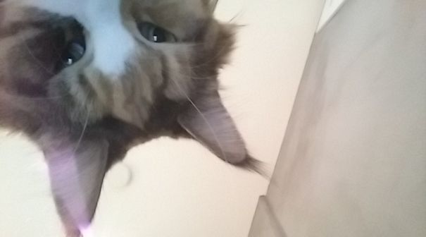 Неожиданные и смешные фото, которые люди нашли на своих телефонах, хотя и не делали их - фото 401820