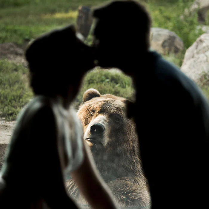 Пара влаштувала весілля в зоопарку, і ведмідь вийшов краще на фото, ніж молодята - фото 403165