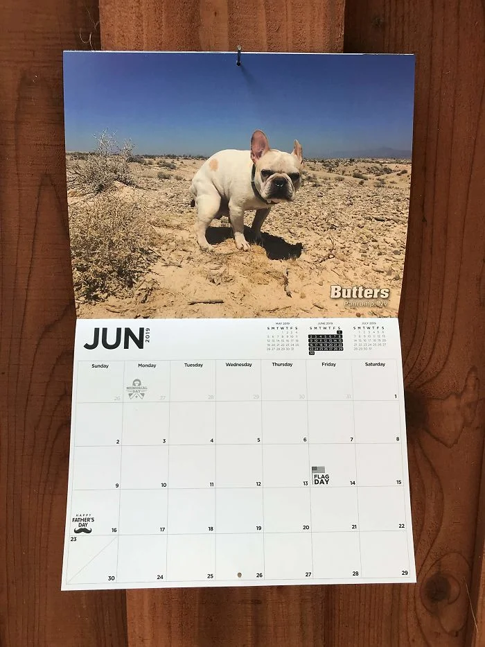 Календар з какаючими собаками - збочена річ, яку ти ніколи собі не купиш - фото 404150
