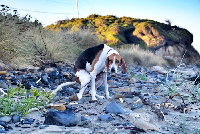 Календарь с какающими собаками - извращенная вещь, которую ты никогда себе не купишь - фото 404151