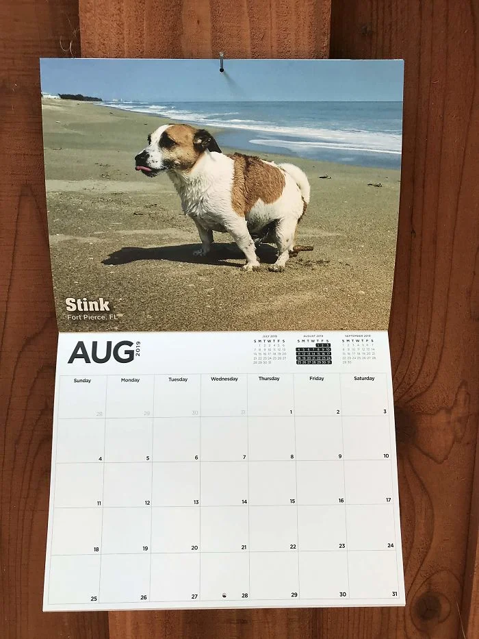 Календар з какаючими собаками - збочена річ, яку ти ніколи собі не купиш - фото 404153