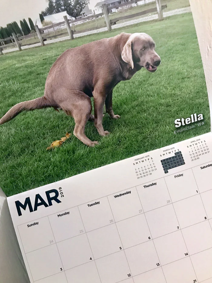 Календар з какаючими собаками - збочена річ, яку ти ніколи собі не купиш - фото 404154