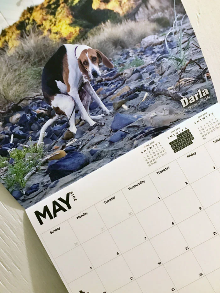 Календар з какаючими собаками - збочена річ, яку ти ніколи собі не купиш - фото 404155