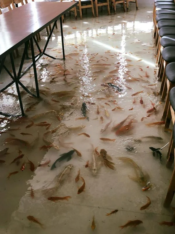 В'єтнамське кафе просить відвідувачів знімати взуття, а причиною цьому - жива риба - фото 405946