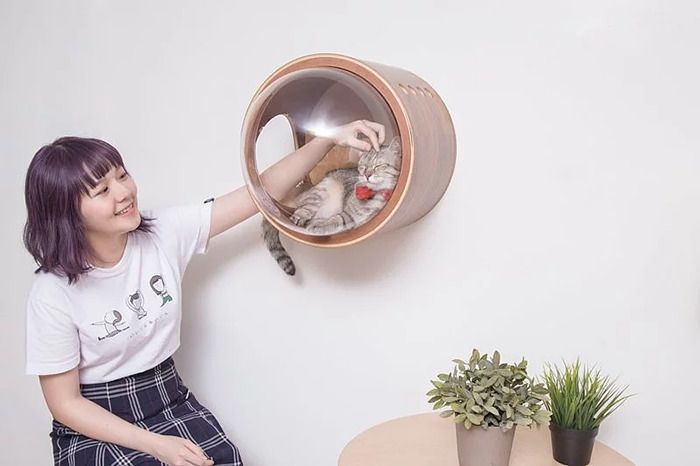 Для кошек создали крутые домики, чтобы малые смогли себя почувствовать космонавтами - 406687 Для кошек создали крутые домики, чтобы малые смогли себя почувствовать космонавтами - фото 406687