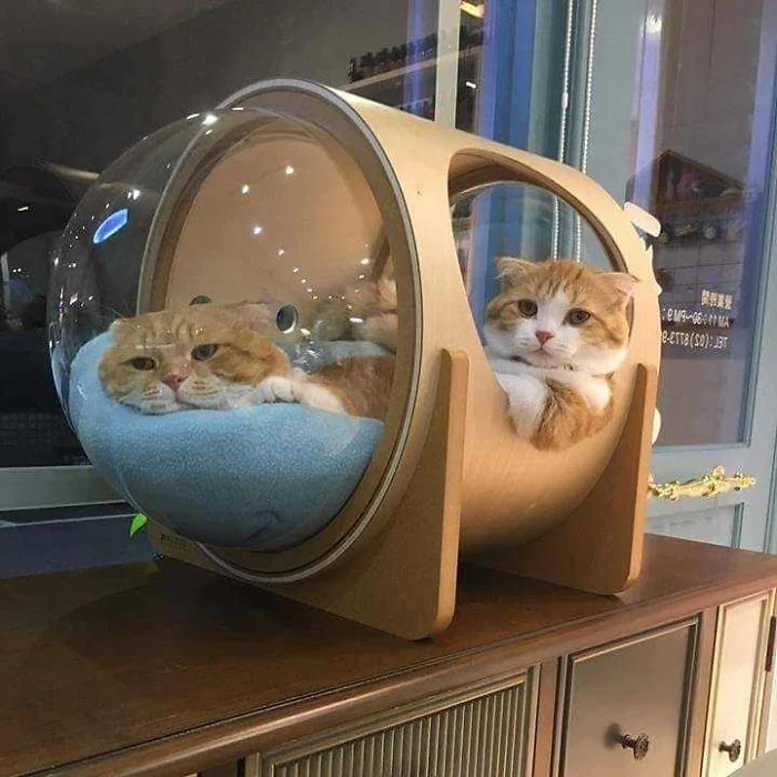 Для котів створили круті будиночки, аби малі змогли себе відчути космонавтами - фото 406694