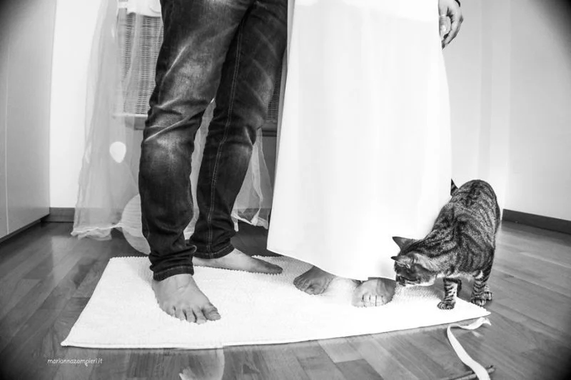 Наречені та їх кицьки: фотограф робить весільні фото без чоловіків - фото 406918