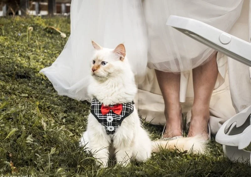Невесты и их киски: фотограф делает свадебные фото без мужчин - фото 406923