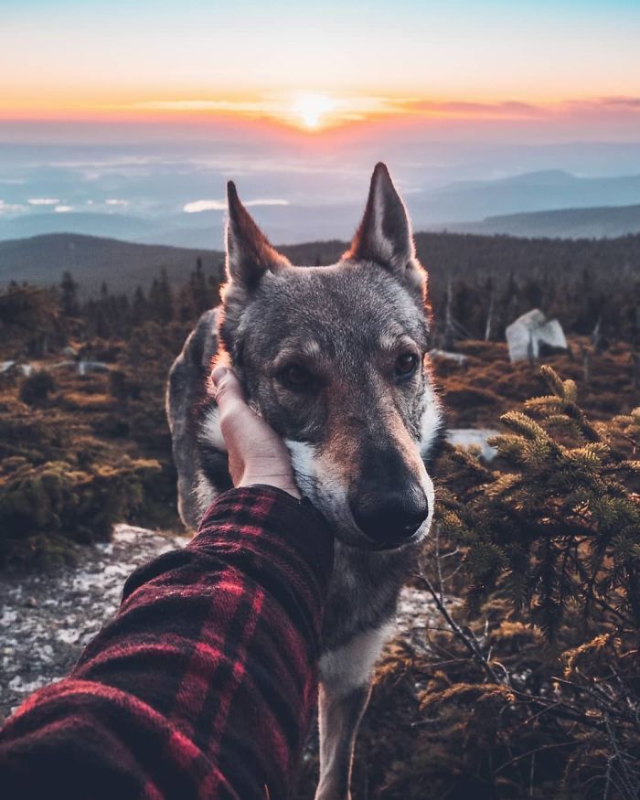 Фото з собакою в стилі #FollowMeTo - зворушливий тренд для любителів подорожей - фото 408304