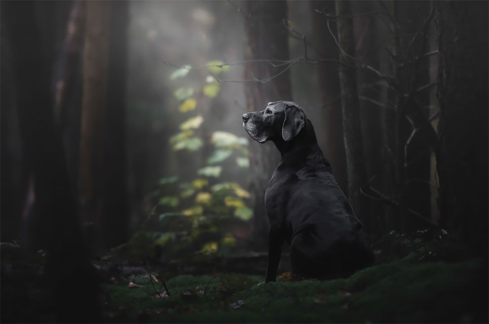 Dog Photographer of the Year 2018: победители конкурса на лучшее собачье фото - 409253 Dog Photographer of the Year 2018: победители конкурса на лучшее собачье фото - фото 409253