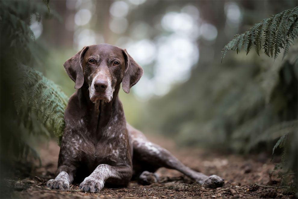 Dog Photographer of the Year 2018: победители конкурса на лучшее собачье фото - 409255 Dog Photographer of the Year 2018: победители конкурса на лучшее собачье фото - фото 409255