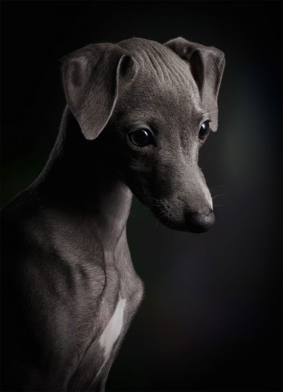 Dog Photographer of the Year 2018: победители конкурса на лучшее собачье фото - 409256 Dog Photographer of the Year 2018: победители конкурса на лучшее собачье фото - фото 409256